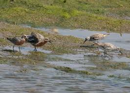 Attēlu rezultāti vaicājumam “Calidris canutus adult”