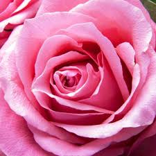 Image result for FOTO ROSA