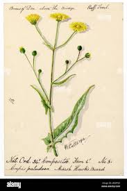 Attēlu rezultāti vaicājumam “Crepis paludosa leaf”