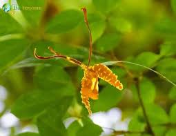Attēlu rezultāti vaicājumam “Platanthera bifolia leaf”