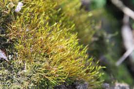 Attēlu rezultāti vaicājumam “Pottiales”