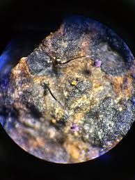 Attēlu rezultāti vaicājumam “Cribraria violacea”