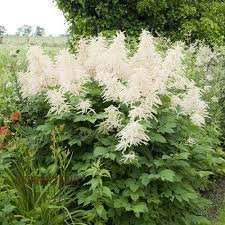 Image result for Aruncus dioicus
