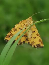 Attēlu rezultāti vaicājumam “Pseudopanthera macularia”