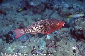 Image result for Scarus rubroviolaceus