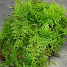 Attēlu rezultāti vaicājumam “Thuidium”