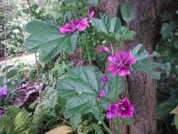 Image result for Malva sylvestris