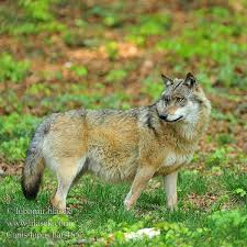 Attēlu rezultāti vaicājumam “Canis lupus”