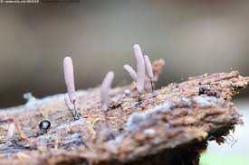 Attēlu rezultāti vaicājumam “Stemonitopsis hyperopta”