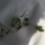 Attēlu rezultāti vaicājumam “Najas minor leaf”