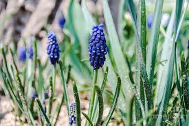 Attēlu rezultāti vaicājumam “Muscari botryoides flower”