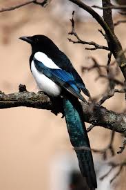 Attēlu rezultāti vaicājumam “Pica pica adult”