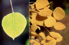 Attēlu rezultāti vaicājumam “Populus x petrowskyana leaf”