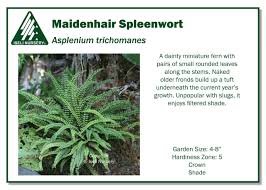 Attēlu rezultāti vaicājumam “Asplenium trichomanes”