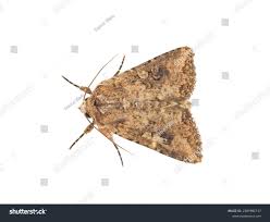 Attēlu rezultāti vaicājumam “Hadula trifolii larva”