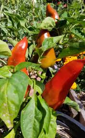 Afbeeldingsresultaat voor lipstick hot pepper