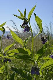 Attēlu rezultāti vaicājumam “Symphytum asperum”