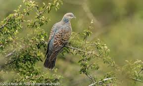 Image result for Streptopelia orientalis