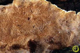 Attēlu rezultāti vaicājumam “Ceriporiopsis resinascens”