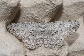 Attēlu rezultāti vaicājumam “Hypomecis roboraria”