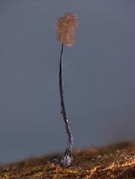 Attēlu rezultāti vaicājumam “Comatricha alta macro”