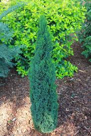 Attēlu rezultāti vaicājumam “Chamaecyparis lawsoniana”