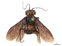 Attēlu rezultāti vaicājumam “Acantholyda posticalis”