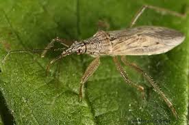 Attēlu rezultāti vaicājumam “Nabidae”