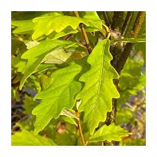 Attēlu rezultāti vaicājumam “Quercus robur Fastigiata leaf”
