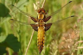Attēlu rezultāti vaicājumam “Libellula depressa female”
