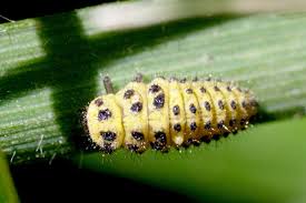 Attēlu rezultāti vaicājumam “Psyllobora vigintiduopunctata larva”