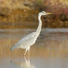 Attēlu rezultāti vaicājumam “Ardea cinerea adult”