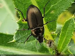 Attēlu rezultāti vaicājumam “Amara sp.”