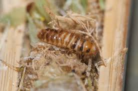 Attēlu rezultāti vaicājumam “Megatoma undata”