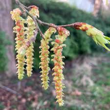 Attēlu rezultāti vaicājumam “Carpinus betulus female flower”