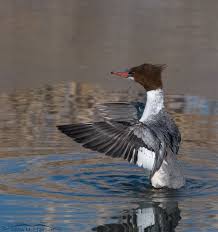 Attēlu rezultāti vaicājumam “Mergus merganser male”