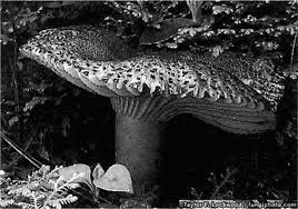 Attēlu rezultāti vaicājumam “Badhamiopsis ainoae”