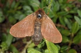 Attēlu rezultāti vaicājumam “Lycogala asperum sessile”