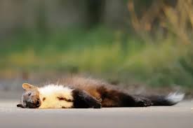 Attēlu rezultāti vaicājumam “Martes foina”