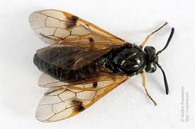 Attēlu rezultāti vaicājumam “Arge ustulata”