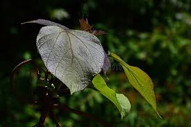 Attēlu rezultāti vaicājumam “Catalpa ovata leaf”