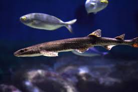 Image result for Scyliorhinus stellaris