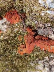 Attēlu rezultāti vaicājumam “Metatrichia vesparia”