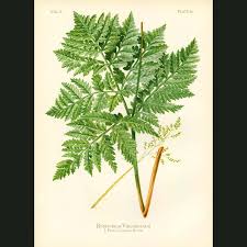 Attēlu rezultāti vaicājumam “Botrychium virginianum”