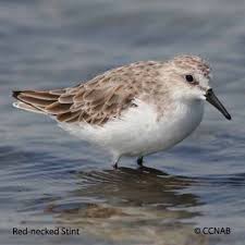 Image result for Calidris ruficollis