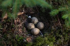 Attēlu rezultāti vaicājumam “Scolopax rusticola eggs”