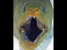 Image result for Gymnothorax funebris