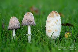 Attēlu rezultāti vaicājumam “Coprinus comatus”