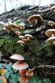 Attēlu rezultāti vaicājumam “Hypholoma lateritium”