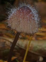 Attēlu rezultāti vaicājumam “Spinellus fusiger”